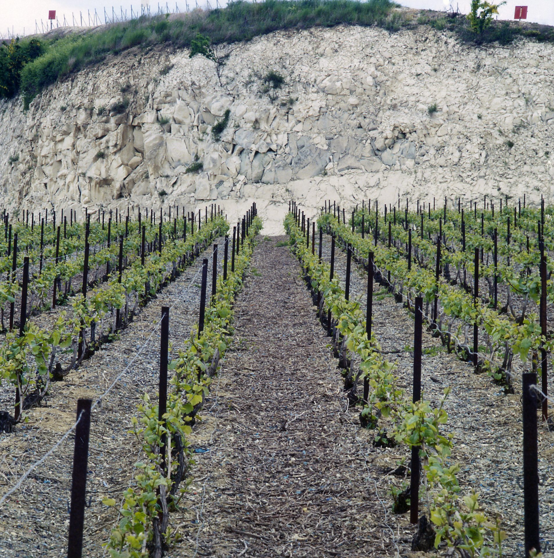 craie et rangs de vignes