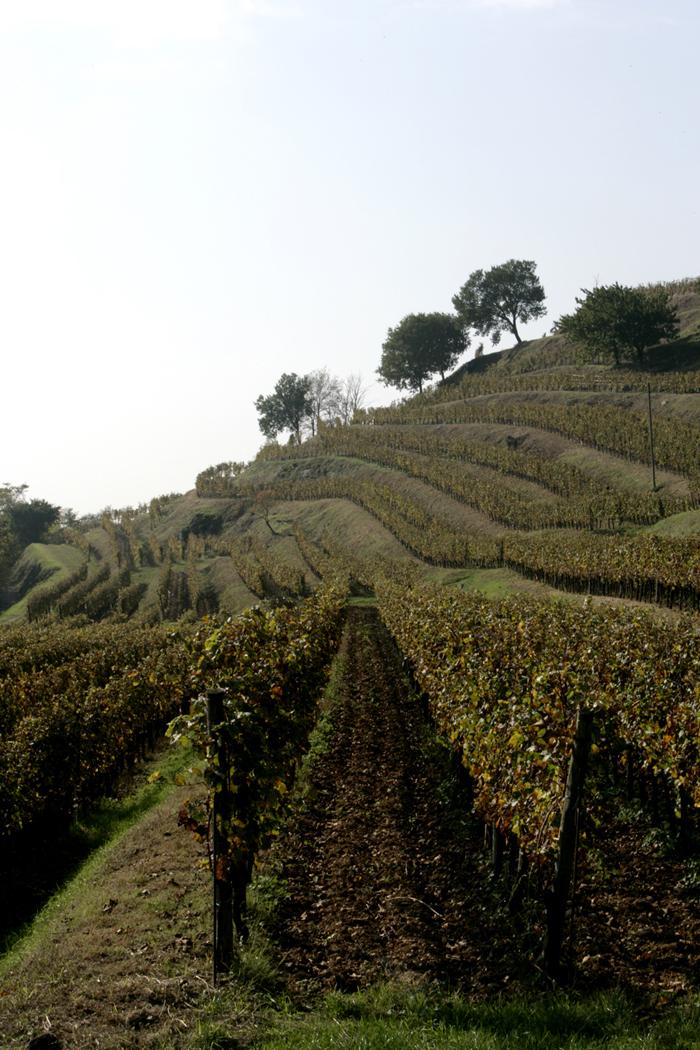 Vignes