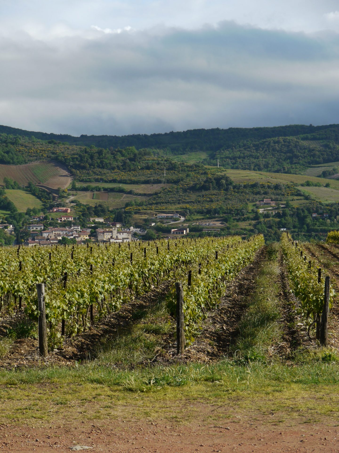Mauzac et Chardonnay au Domaine de Fourn à Pieusse